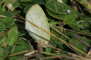 014 2015-01150546b Everglades NP, FL
